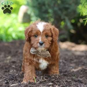 Theo, Cavapoo Puppy